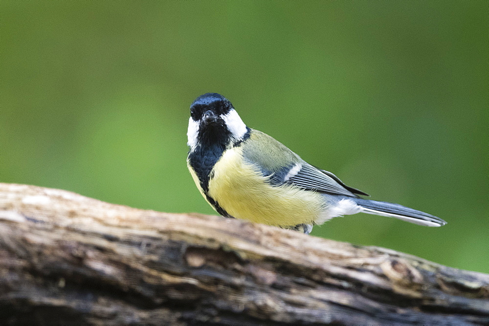 A great tit (Parus major) perching on a tree, Slovenia, Europe