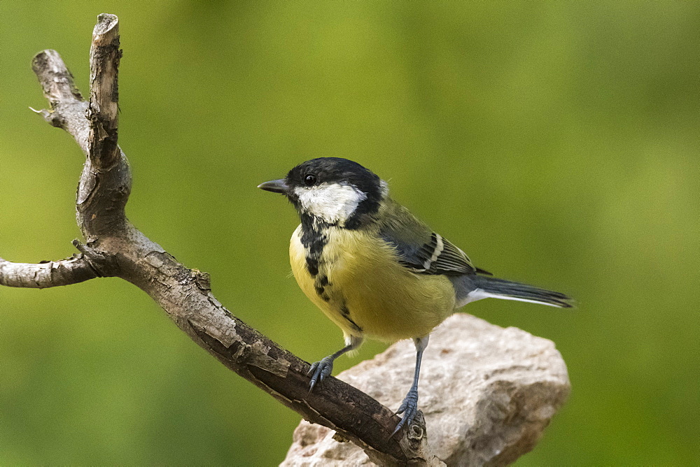 A great tit (Parus major) perching on a tree branch, Slovenia, Europe