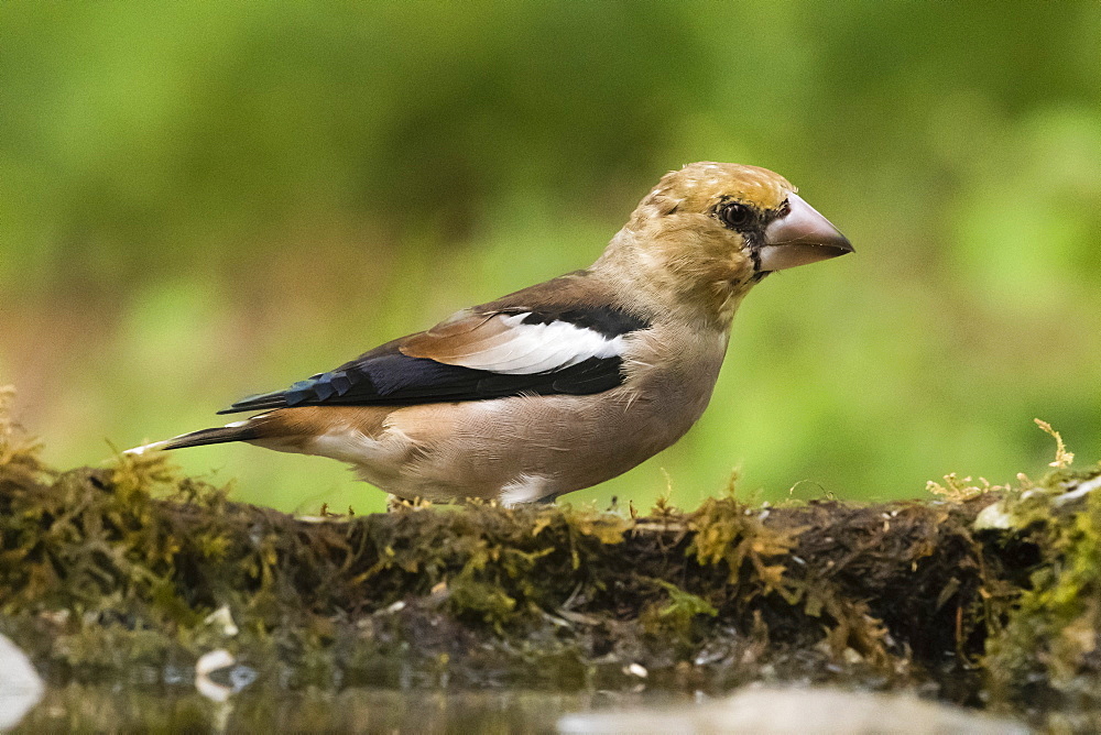 A hawfinch (Coccothraustes coccothraustes), Slovenia, Europe