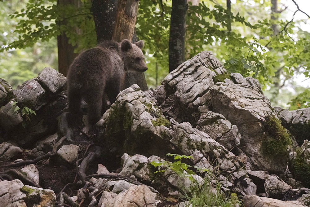 European brown bear (Ursus arctos), Notranjska forest, Slovenia, Europe