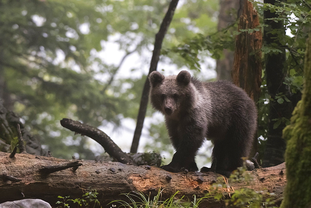 European brown bear (Ursus arctos), Notranjska forest, Slovenia, Europe