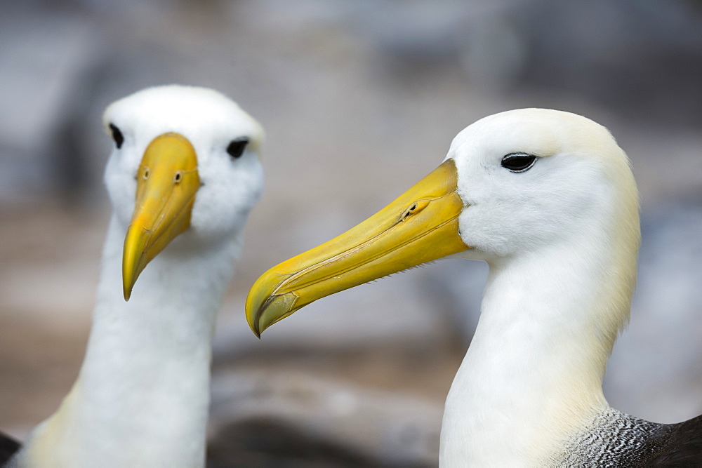 Pair of waved albatross (Diomedea irrorata), Espanola Island, Galapagos Islands, UNESCO World Heritage Site, Ecuador, South America