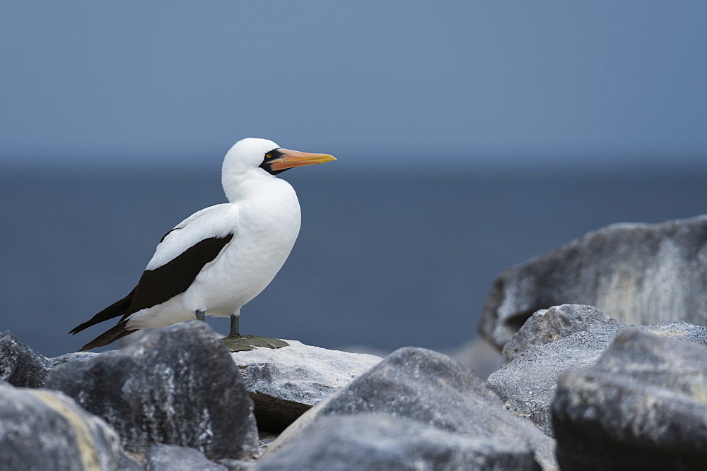 Nazca booby (masked booby) (Sula dactylatra granti), Punta Suarez, Espanola Island, Galapagos Islands, UNESCO World Heritage Site, Ecuador, South America