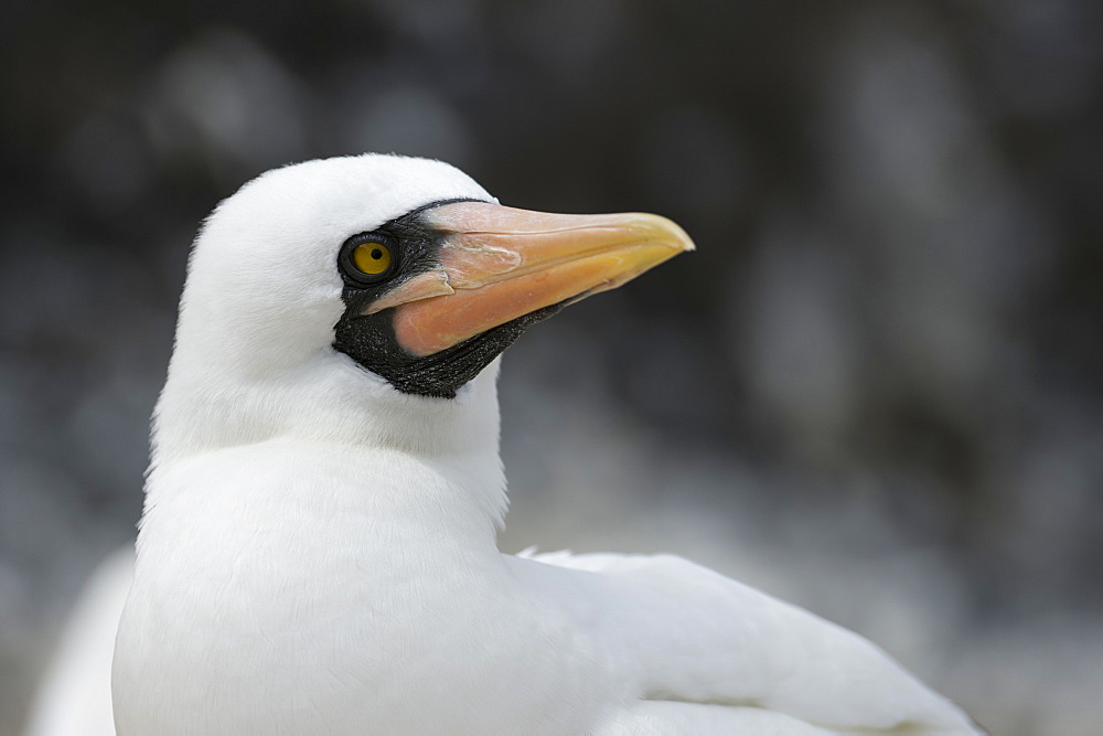 Nazca booby (masked booby) (Sula dactylatra granti), Punta Suarez, Espanola Island, Galapagos Islands, UNESCO World Heritage Site, Ecuador, South America