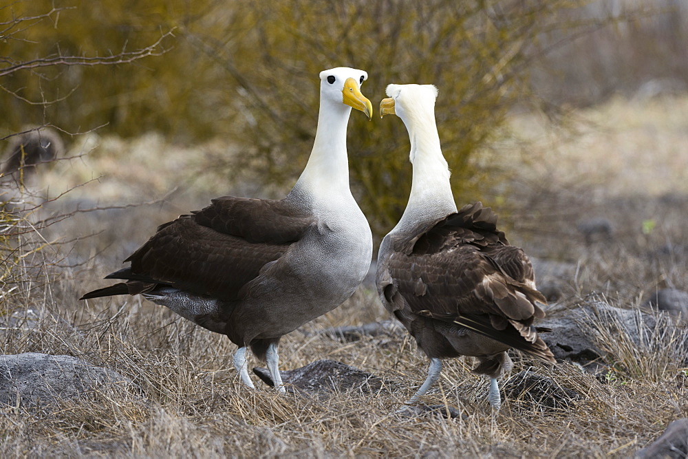 Waved albatross (Diomedea irrorata), Punta Suarez, Espanola Island, Galapagos Islands, UNESCO World Heritage Site, Ecuador, South America