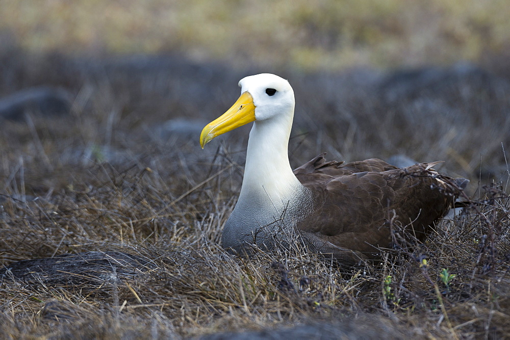 Portrait of a waved albatross (Diomedea irrorata) sitting on nest, Espanola Island, Galapagos Islands, UNESCO World Heritage Site, Ecuador, South America