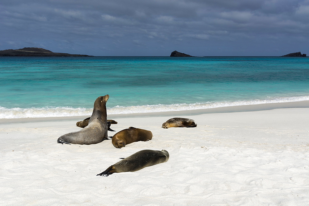 Galapagos Sea Lions (Zalophus californianus wollebaeki), Gardner Bay, Espanola Island, Galapagos Islands, UNESCO World Heritage Site, Ecuador, South America