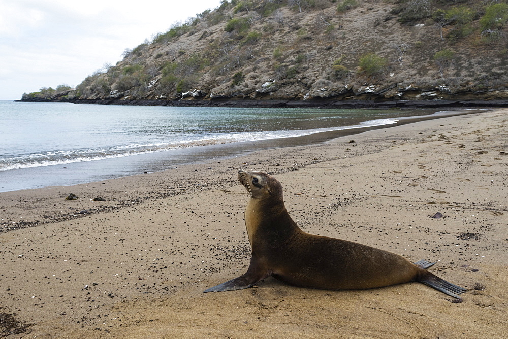 Galapagos Sea Lion (Zalophus californianus wollebaeki), Floreana Island, Galapagos Islands, UNESCO World Heritage Site, Ecuador, South America