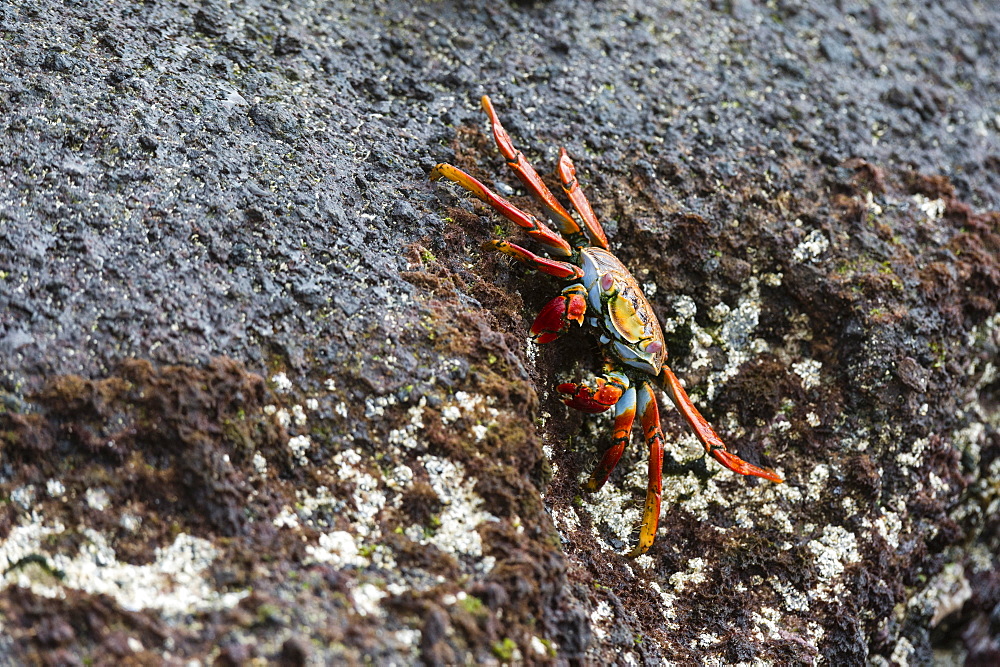 Sally Lightfoot Crab (Grapsus grapsus), Floreana Island, Galapagos Islands, UNESCO World Heritage Site, Ecuador, South America