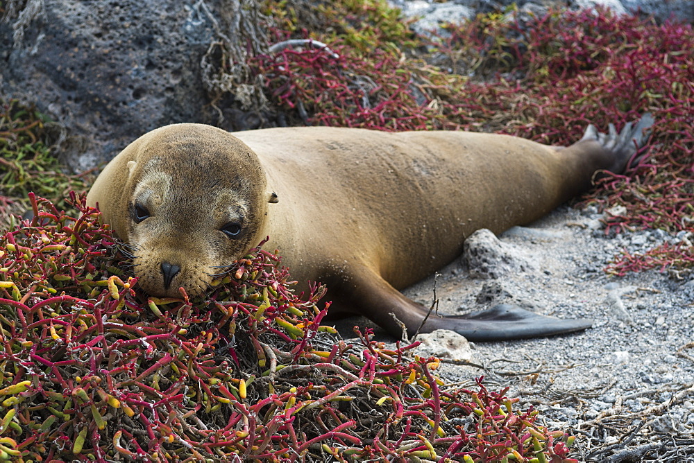 Portrait of a Galapagos sea lion (Zalophus californianus wollebaeki), South Plaza Island, Galapagos Islands, UNESCO World Heritage Site, Ecuador, South America