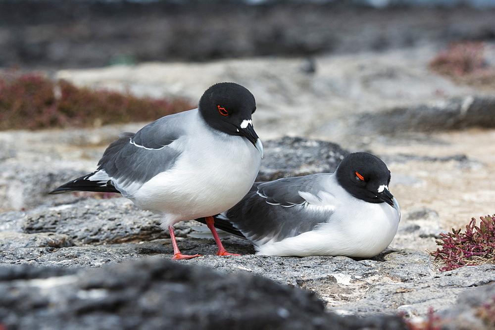 Swallow-tailed gulls (Larus furcatus), South Plaza Island, Galapagos Islands, UNESCO World Heritage Site, Ecuador, South America