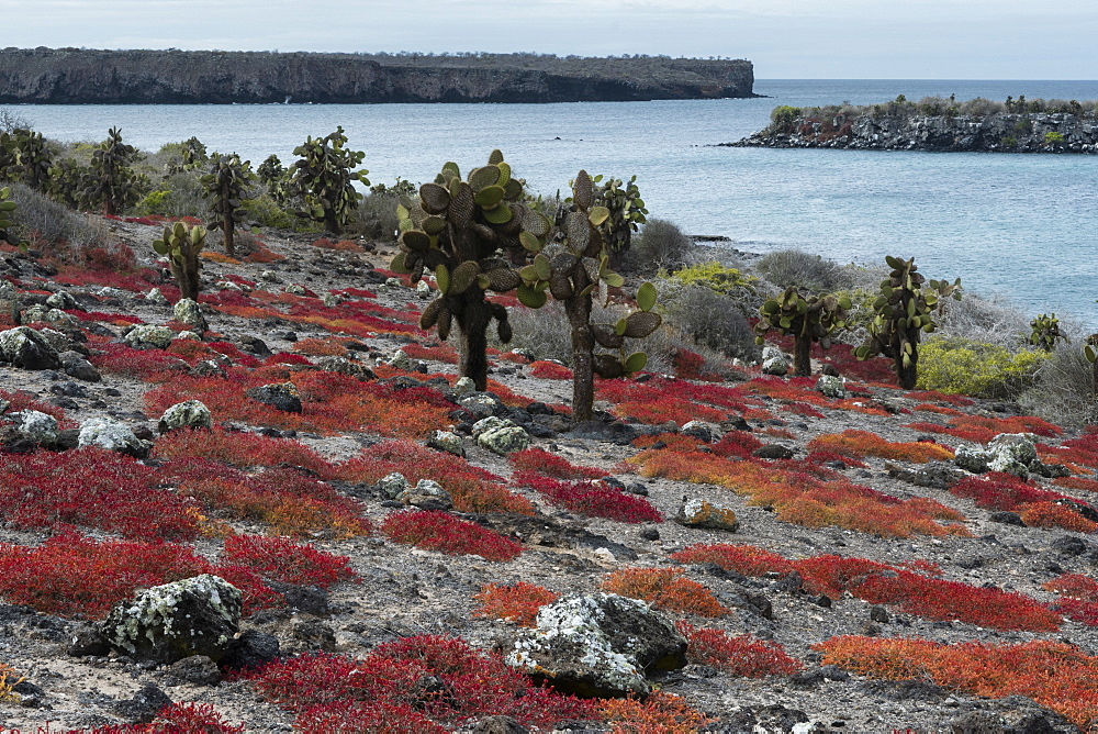 Sesuvium edmonstonei and cactus (Opuntia sp.), South Plaza Island, Galapagos Islands, UNESCO World Heritage Site, Ecuador, South America