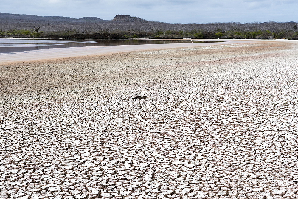 Floreana Island, Galapagos Islands, UNESCO World Heritage Site, Ecuador, South America