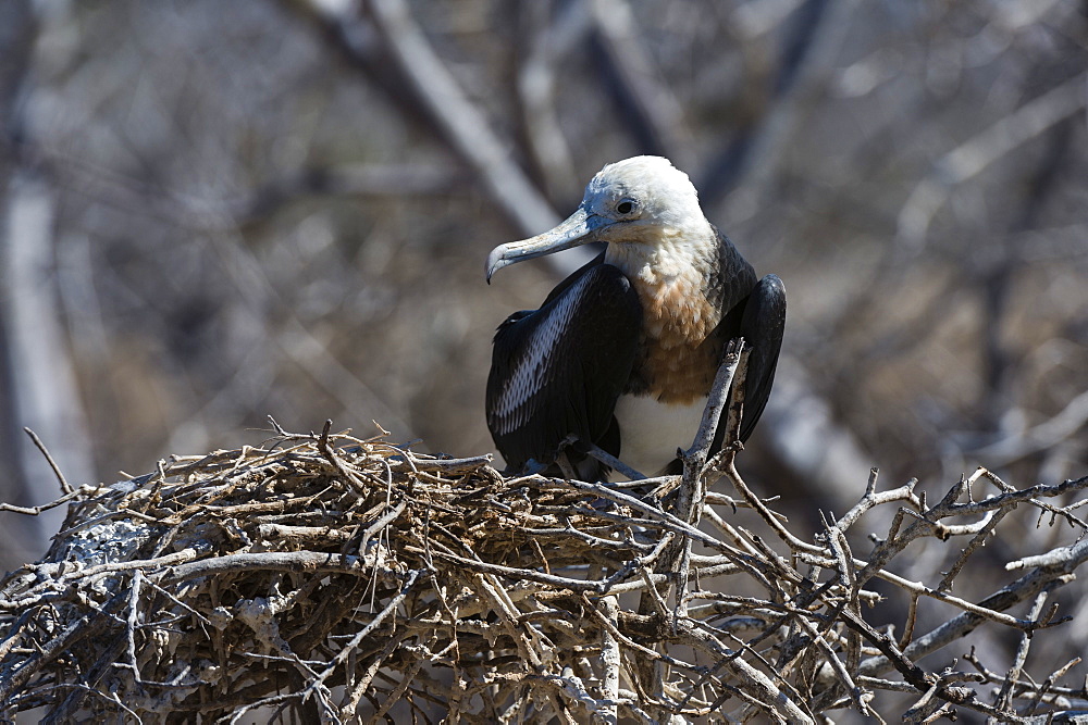 Magnificent frigate bird (Fregata magnificens), North Seymour island, Galapagos Islands, Ecuador, South America