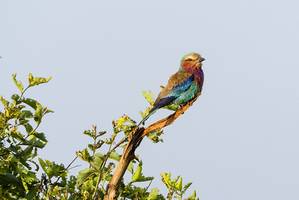 Lilac-breated roller, Tsavo, Kenya, East Africa, Africa