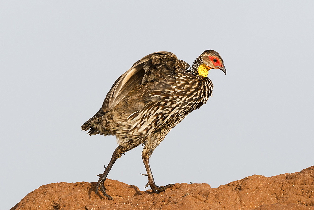 A yellow-necked spurfowl (Francolinus leucoscepus) walking on a termite mound, Tsavo, Kenya, East Africa, Africa