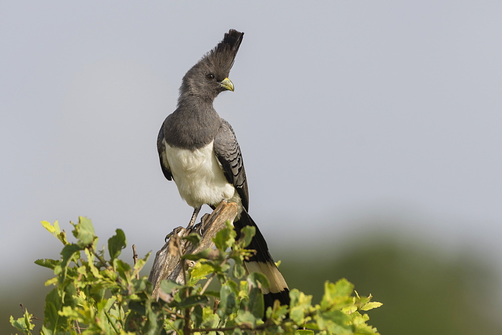 Portrait of a white-bellied go-away-bird (Corythaixoides leucogaster), Tsavo, Kenya, East Africa, Africa