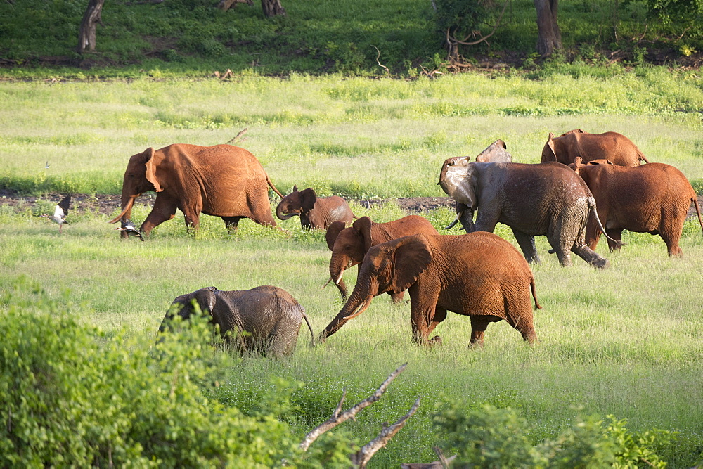 African elephants (Loxodonta africana), Tsavo, Kenya, East Africa, Africa