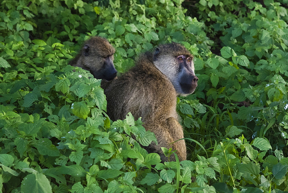 Two yellow baboons (Papio hamadryas cynocephalus), grooming, Tsavo, Kenya, East Africa, Africa