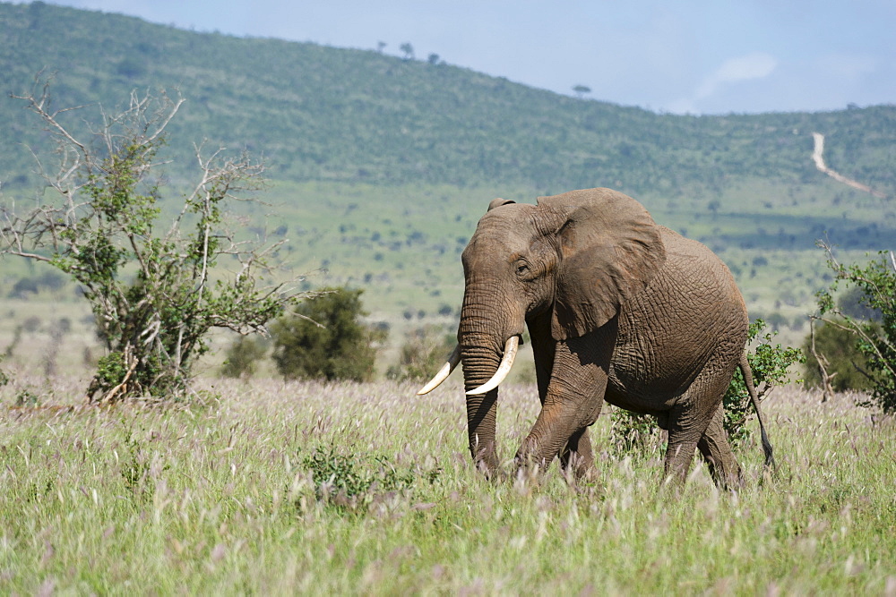 African elephant (Loxodonta africana), Tsavo, Kenya, East Africa, Africa