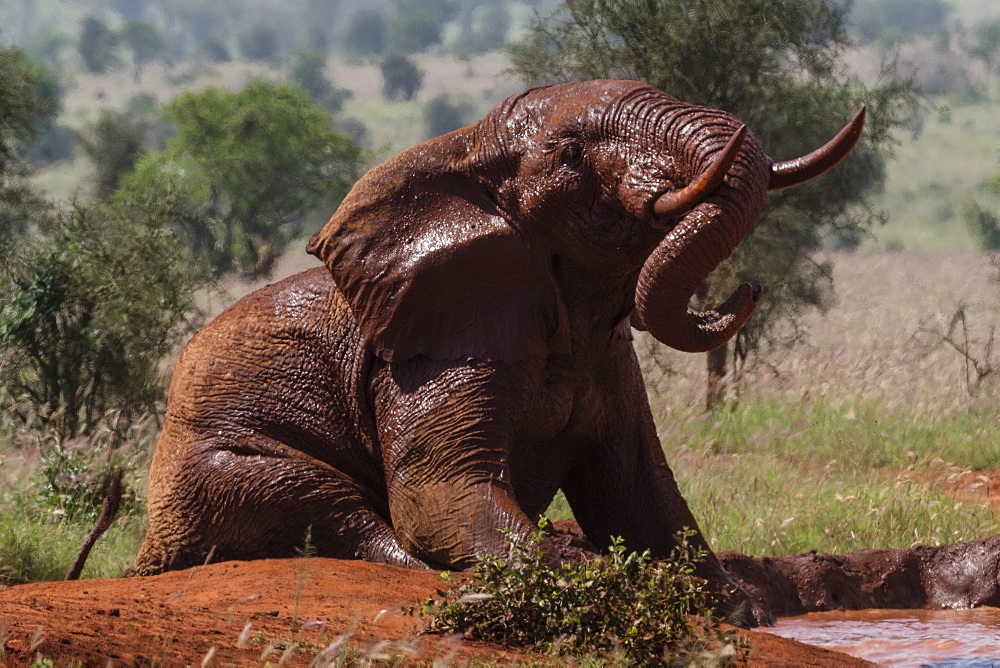 African elephant (Loxodonta africana), Tsavo, Kenya, East Africa, Africa