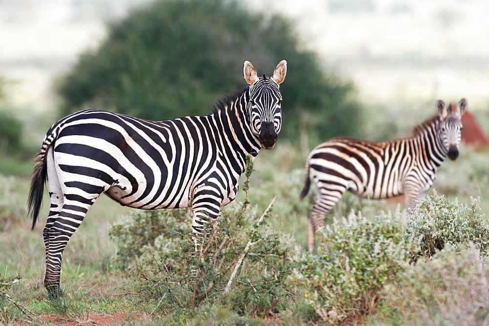 Plains zebras (Equus quagga), Tsavo, Kenya, East Africa, Africa