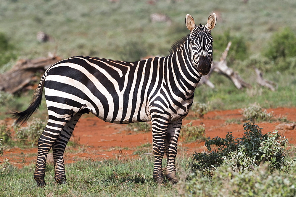 Plains zebra (Equus quagga), Tsavo, Kenya, East Africa, Africa