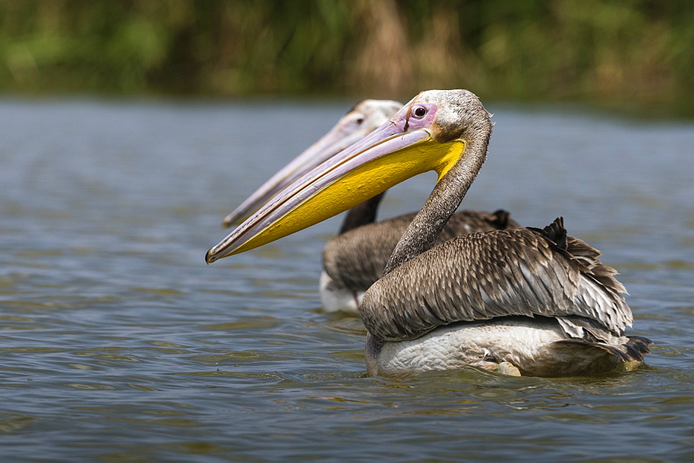 Great white pelican (Pelecanus onocrotalus), Tsavo, Kenya, East Africa, Africa