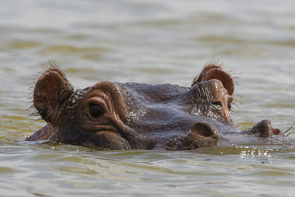 A hippopotamus (Hippopotamus amphibius), looking at the camera, Tsavo, Kenya, East Africa, Africa