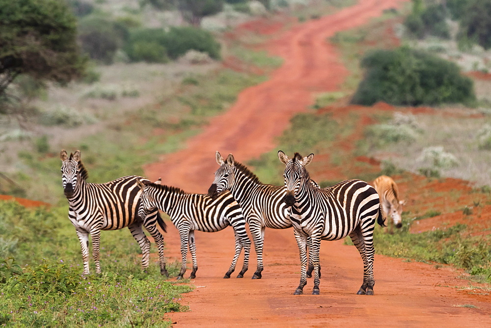 Plains zebras (Equus quagga), Tsavo, Kenya, East Africa, Africa