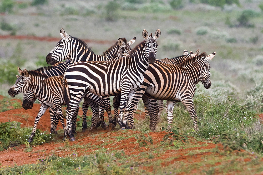 Plains zebras (Equus quagga), Tsavo, Kenya, East Africa, Africa