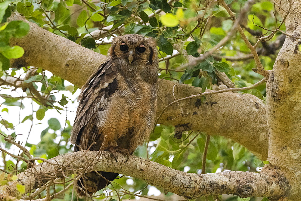 A Verreaux's eagle-owl (Bubo lacteus), perching on a tree, Tsavo, Kenya, East Africa, Africa