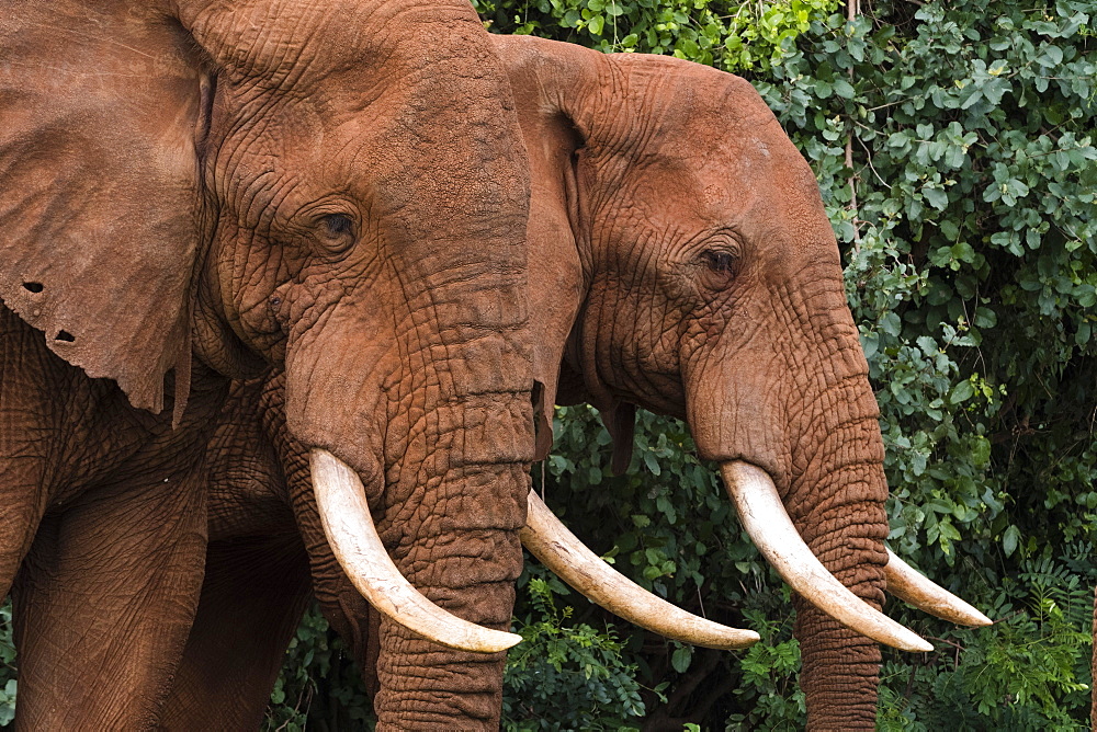 African elephants (Loxodonta africana), Tsavo, Kenya, East Africa, Africa