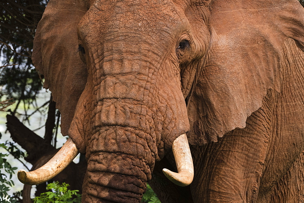 Close up portrait of an African elephant (Loxodonta africana), Tsavo, Kenya, East Africa, Africa