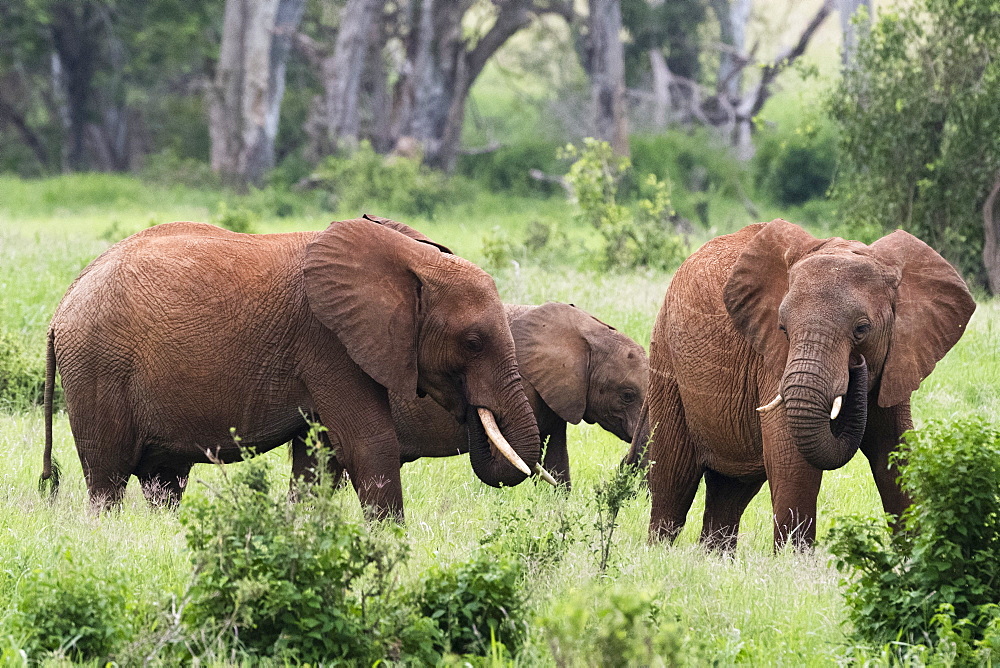 African elephants (Loxodonta africana), Tsavo, Kenya, East Africa, Africa