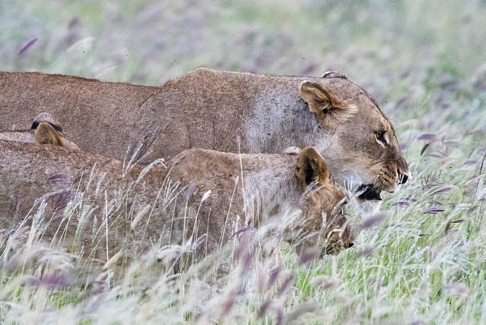 Lions (Panthera leo), Tsavo, Kenya, East Africa, Africa