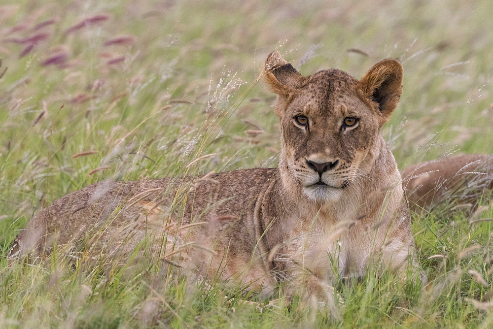 Portrait of a lioness (Panthera leo), in a field of purple grass, Kenya, East Africa, Africa