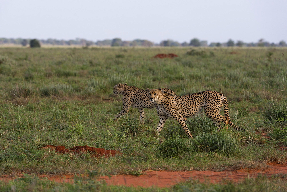 Two cheetahs (Acinonyx jubatus), walking in the savannah, Tsavo, Kenya, East Africa, Africa