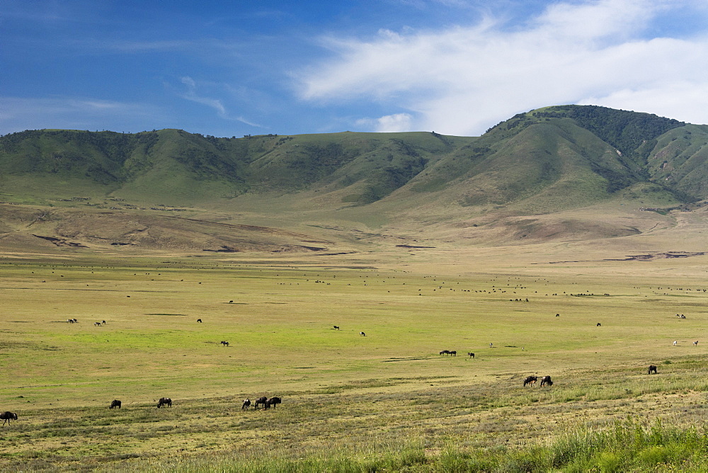 Wildebeest (gnu) (Connochaetes taurinus) and plains zebras (Equus quagga), Ngorongoro Crater, Ngorongoro Conservation Area, UNESCO World Heritage Site, Serengeti, Tanzania, East Africa, Africa