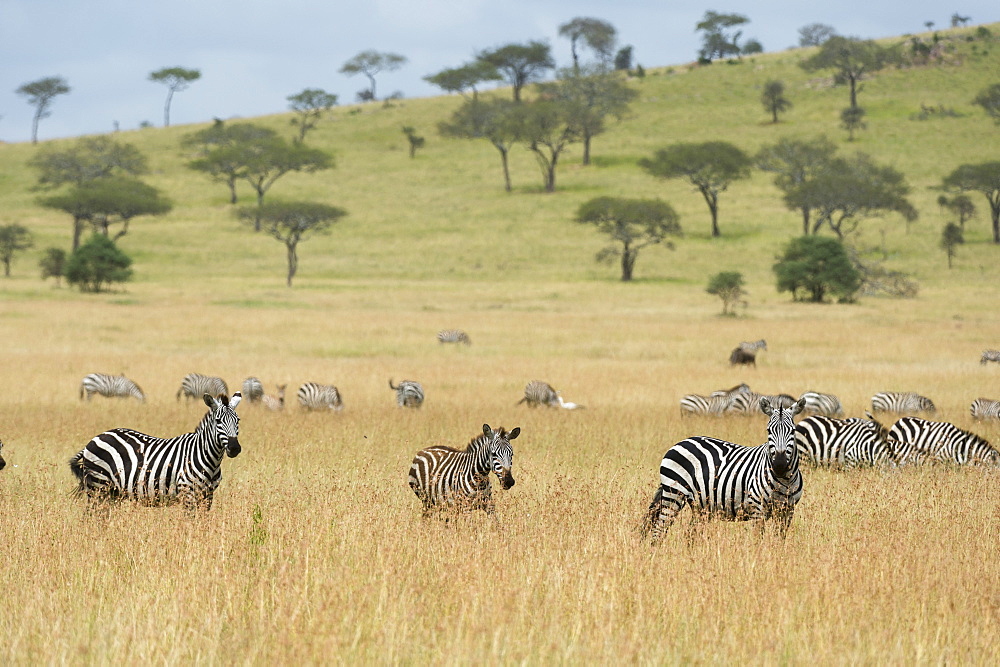 Plains zebras (Equus quagga) in the savannah, Seronera, Serengeti National Park, Tanzania, East Africa, Africa