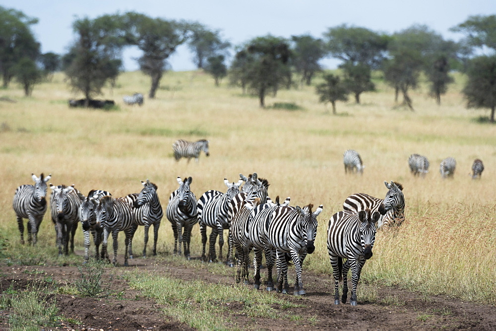 Plains zebras (Equus quagga), Seronera, Serengeti National Park, Tanzania, East Africa, Africa