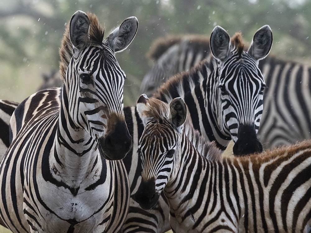 Plains zebras (Equus quagga) under the rain, Seronera, Serengeti National Park, Tanzania, East Africa, Africa