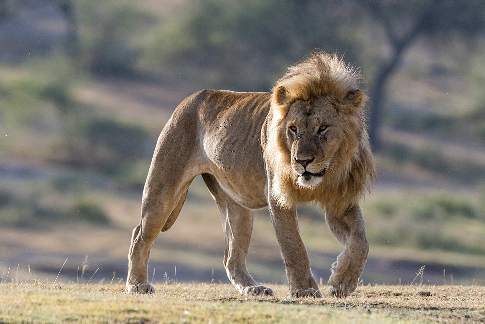 A male lion (Panthera leo), Ndutu, Ngorongoro Conservation Area, Serengeti, Tanzania, East Africa, Africa