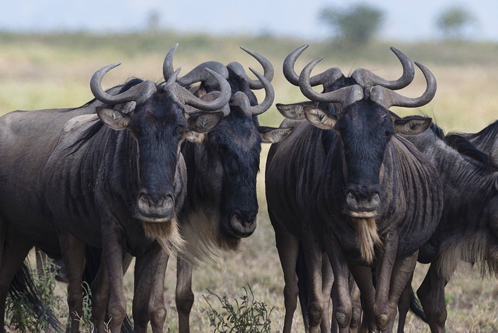 Blue wildebeest (gnu) (Connochaetes taurinus), Ndutu, Ngorongoro Conservation Area, Serengeti, Tanzania, East Africa, Africa