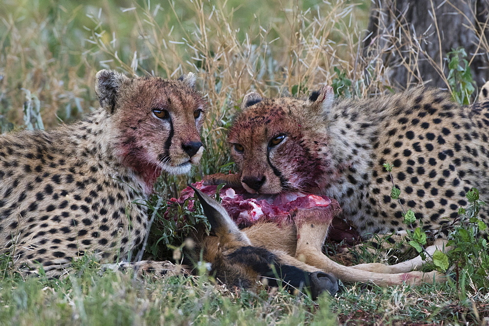 Cheetahs (Acinonyx jubatus) feeding on a wildebeest calf (Connochaetes taurinus), Ndutu, Ngorongoro Conservation Area, Serengeti, Tanzania, East Africa, Africa