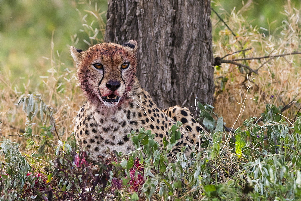 Cheetah (Acinonyx jubatus) with a bloody face after feeding, Ndutu, Ngorongoro Conservation Area, Serengeti, Tanzania, East Africa, Africa