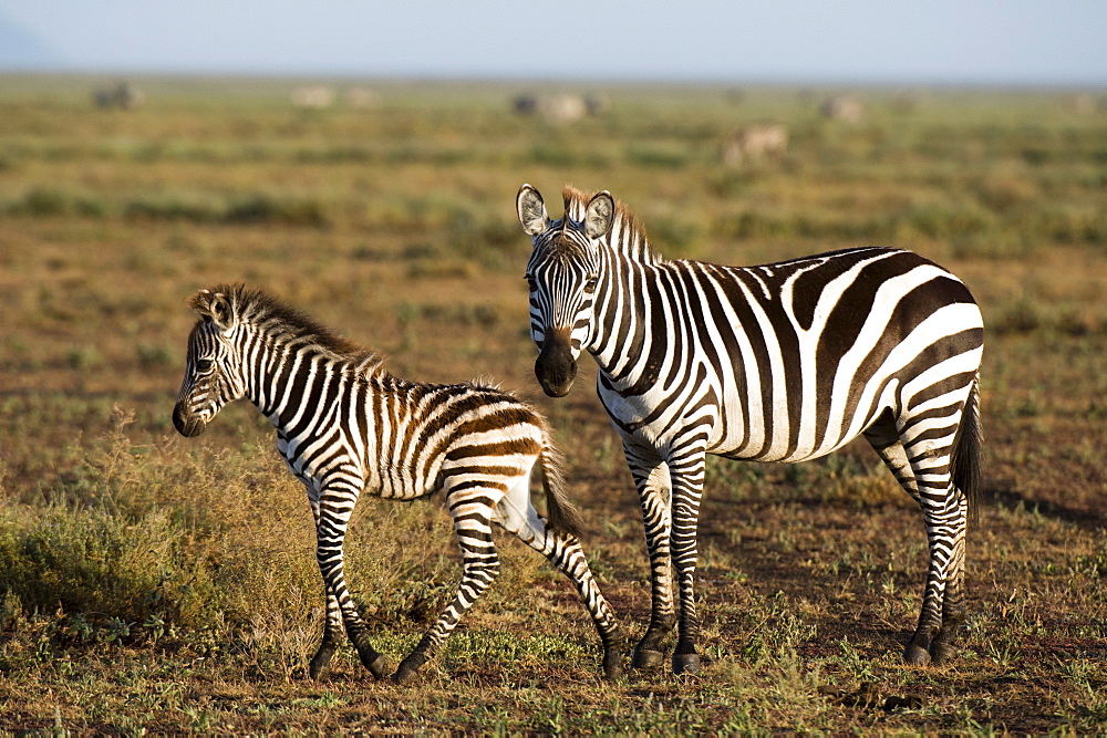 A plains zebra foal (Equus quagga) and its mother, Ndutu, Ngorongoro Conservation Area, Serengeti, Tanzania, East Africa, Africa