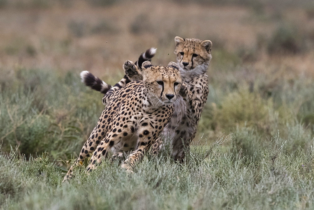 Cheetah (Acinonyx jubatus), Ndutu, Ngorongoro Conservation Area, Serengeti, Tanzania, East Africa, Africa