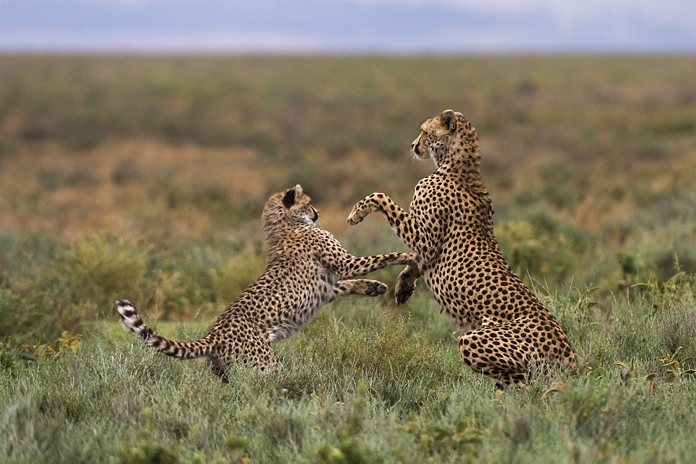 A female cheetah (Acinonyx jubatus) and its cub sparring, Ndutu, Ngorongoro Conservation Area, Serengeti, Tanzania, East Africa, Africa