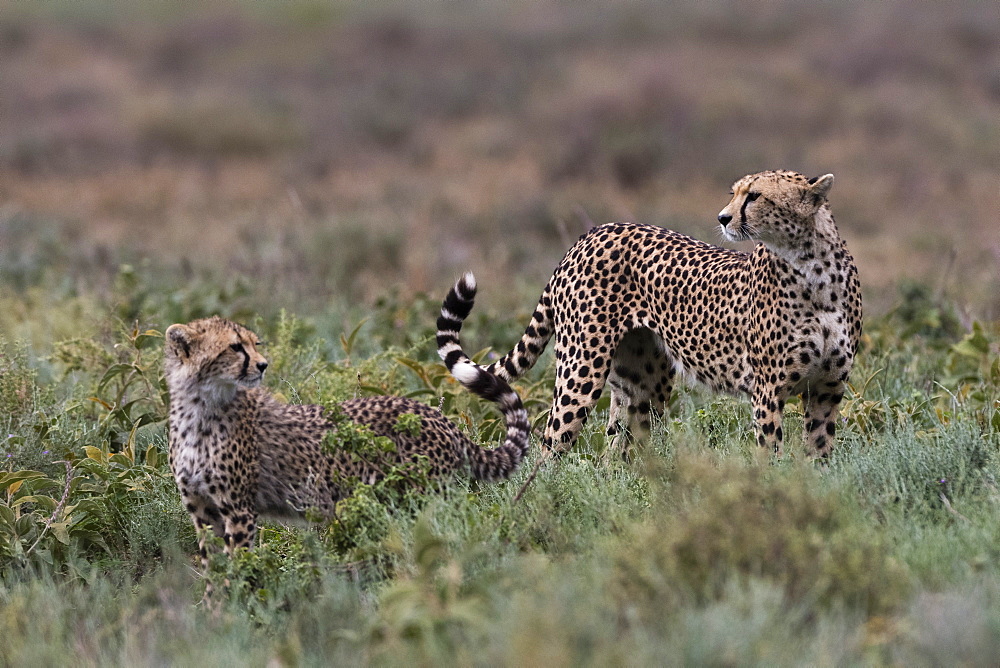 Cheetah (Acinonyx jubatus), Ndutu, Ngorongoro Conservation Area, Serengeti, Tanzania, East Africa, Africa